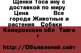 Щенки Тоса-ину с доставкой по миру › Цена ­ 68 000 - Все города Животные и растения » Собаки   . Кемеровская обл.,Тайга г.